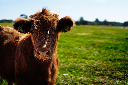 Does Farm Insurance Cover Cattle? - First Insurance Group USA