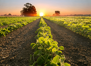 several rowes of crops on a farm at sunset
